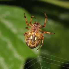 Salsa brisbanae