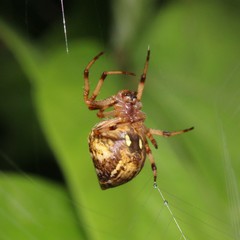 Salsa brisbanae