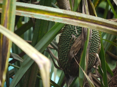 Pandanus furcatus