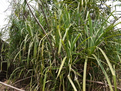 Pandanus furcatus