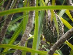 Pandanus furcatus