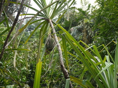 Pandanus furcatus