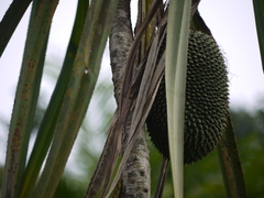 Pandanus furcatus