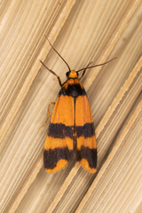 Stenoscaptia venusta