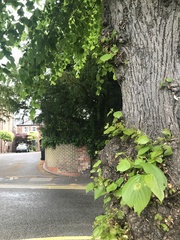Tilia