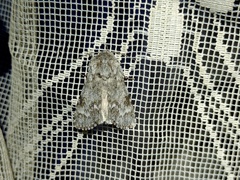 Acronicta menyanthidis