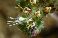 Phacelia corymbosa