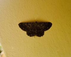 Dicrognophos sartata