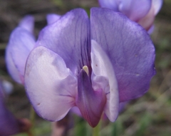 Lathyrus nervosus