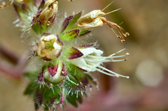 Phacelia corymbosa