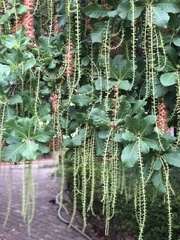 Barringtonia acutangula