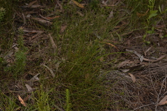 Sporadanthus interruptus