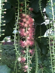 Barringtonia acutangula
