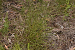 Sporadanthus interruptus