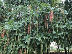 Barringtonia acutangula