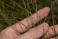 Sporadanthus interruptus