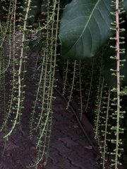 Barringtonia acutangula