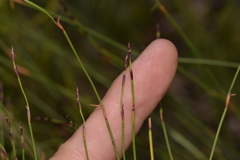 Sporadanthus interruptus