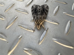 Agrius godarti