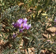 Astragalus gruinus