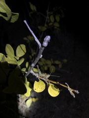 Schistocerca caribbeana