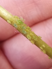 Hyperomyzus lactucae