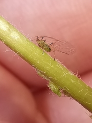 Hyperomyzus lactucae