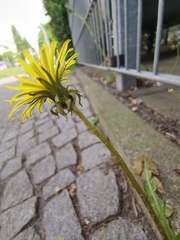 Hyperomyzus lactucae