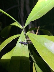 Nemocephalus monilis