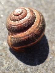Cepaea nemoralis