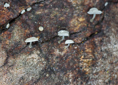 Mycena piringa