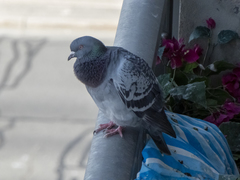Columba livia domestica