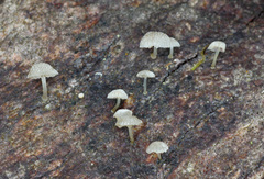 Mycena piringa