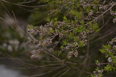 Eremococcus pirogallis