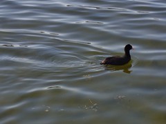 Fulica atra