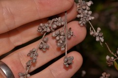 Eremococcus pirogallis