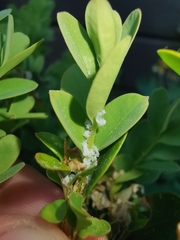 Psylla buxi