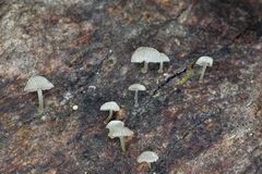 Mycena piringa