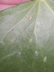 Lichtensia viburni