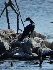 Phalacrocorax carbo