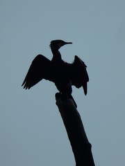 Phalacrocorax carbo