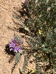 Astragalus gruinus