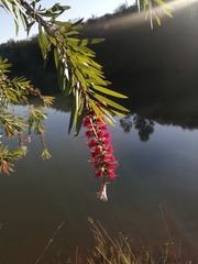 Melaleuca viminalis viminalis