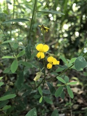 Crotalaria albida