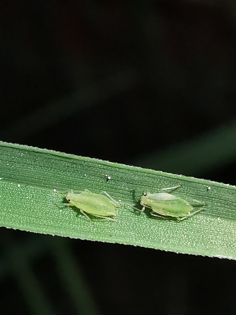 Utamphorophora humboldti