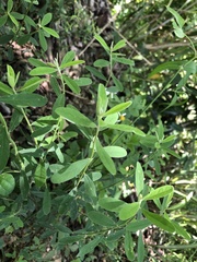 Crotalaria albida