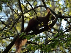 Sciurus vulgaris