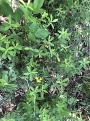 Crotalaria albida