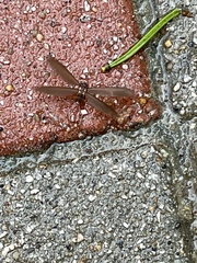 Odontotermes formosanus