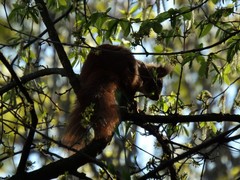 Sciurus vulgaris